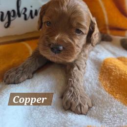 Copper - Red male Cockapoo puppy in Rutherford County, North Carolina from Simply Grace Farms
