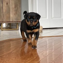 Rottweiler Puppies from Von Steinhausen Rottweilers