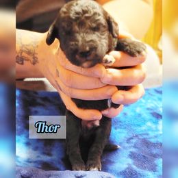 Bedlington Terrier Puppies from Dreamy Muse Bedlingtons