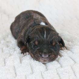 Boy 3 - Red tri-color male Australian Shepherd puppy in Yakima, Washington from Naches Heights Ranch