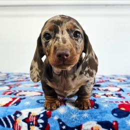 Chocolate and tan dapple female - Dapple female Dachshund puppy in Belle Rive, Illinois from Akin's Miniature Dachshunds, LLC