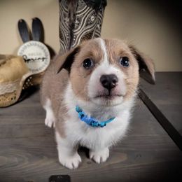 German Shepherd and Pembroke Welsh Corgi Puppies from J&R Shepherds & Corgis