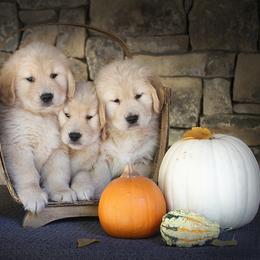 Golden Retriever Puppies from DoubleTake Goldens