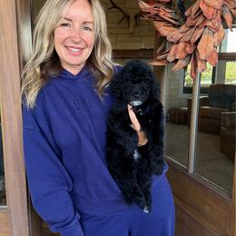 Snow White - Black female Bernedoodle puppy in Yuba City, California from Ranch House Doodles