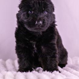 Black Collar - Black male German Shepherd puppy in Plumas Lake, California from Zwinger Vom Greifjäger