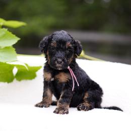 Pink collar - Phantom female Bernedoodle puppy in Spokane, Washington from Doodle Love