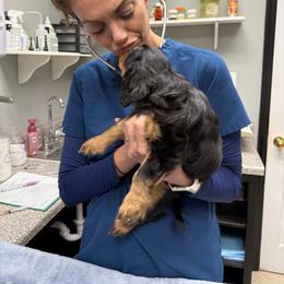 Cavalier King Charles Spaniel Puppies from Reynolds Farms Cavaliers