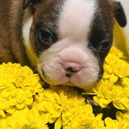 Moana - Seal brindle and white female Boston Terrier puppy in London, Kentucky from Antjie Boston