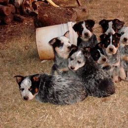 Australian Cattle Dog Puppies from Stockman Australian Cattle Dogs