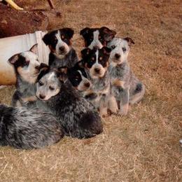 Australian Cattle Dog Puppies from Stockman Australian Cattle Dogs