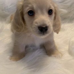 Dachshund Puppies from Gooddach’s Dachshunds