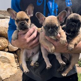 French Bulldog Puppies from Lance Miller