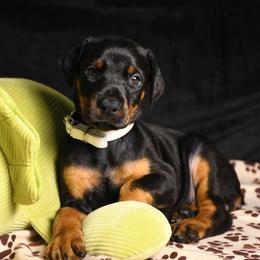 Victory - Black and rust female Doberman Pinscher puppy in Overton, Texas from Obsidian Kennel