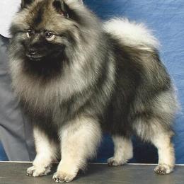 Keeshond All Grown Up from Geatland Keeshonden