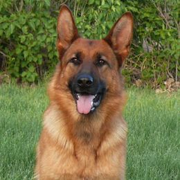 German Shepherds from Vom Harmon Haus German Shepherds