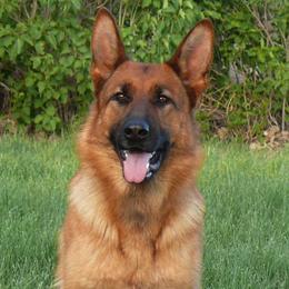 German Shepherds from Vom Harmon Haus German Shepherds
