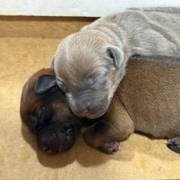 Girl 3 - Wheaten blk nose female Rhodesian Ridgeback puppy in Greenville, Ohio from Masai's Pride Rhodesian Ridgbacks