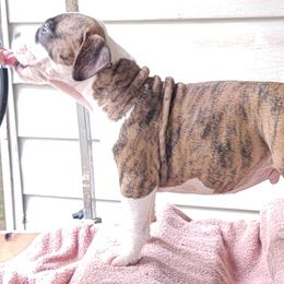 American Staffordshire Terrier Puppies from Kayo Kennel