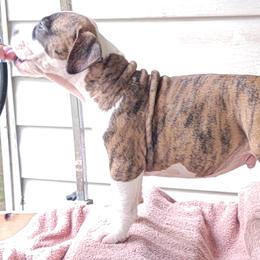 American Staffordshire Terrier Puppies from Kayo Kennel