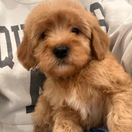 Black collar male - Apricot male Goldendoodle puppy in Ridgewood, New Jersey from Jessie’s Doodles