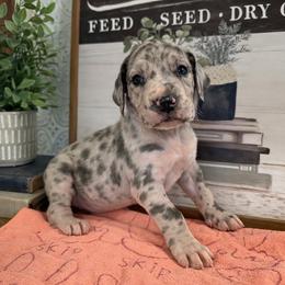 Scarlett - Blue female Great Dane puppy in Carencro, Louisiana from Halsey Danes