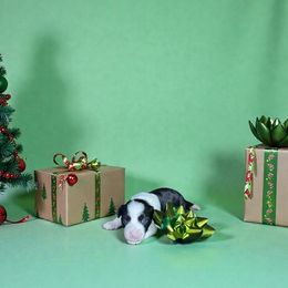 Shrimp - Black and white male Chinese Crested puppy in New Smyrna Beach, Florida from FronkLinn Kennel