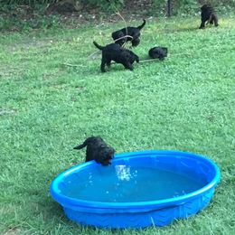 Portuguese Water Dog Puppies from Torrid Zone