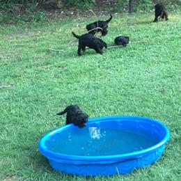 Portuguese Water Dog Puppies from Torrid Zone