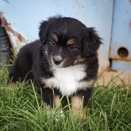 Venus - Black tri female Miniature Australian Shepherd puppy in Enoch, Utah from Twisted H Aussies