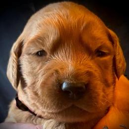 Third pick of the boys - Dark golden male Golden Retriever puppy in Fisher, Illinois from Aslan's Pride of Fidei Family Farms