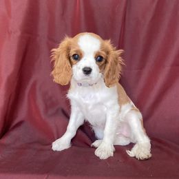 Cavalier King Charles Spaniel Puppies from Christina’s Cavaliers