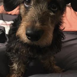 Dachshunds from Craig's Dachshunds