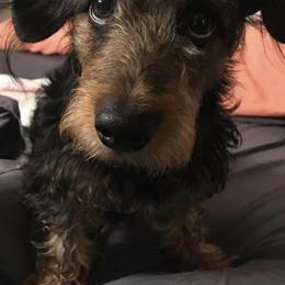 Dachshunds from Craig's Dachshunds