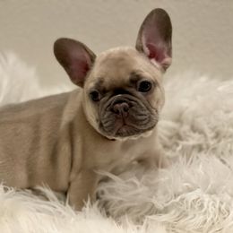 French Bulldog Puppies from JungleCity Frenchies