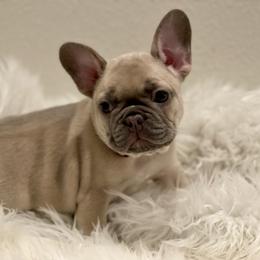 French Bulldog Puppies from JungleCity Frenchies