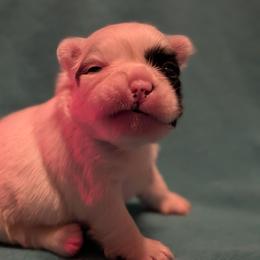 Panda - Black and white female French Bulldog puppy in Battle Ground, Washington from Ferguson's Bulldogs