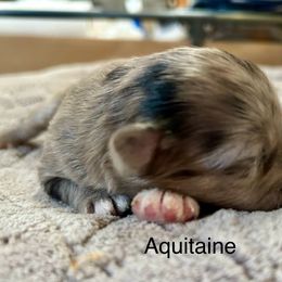 Aquitaine de La Rive - Blue merle male Pyrenean Shepherd puppy in Ripley, Ohio from La Rive Pyr Sheps LLC