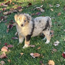 Granite - Blue merle male Miniature Australian Shepherd puppy in California from Eagle River Aussies
