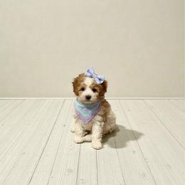 Treasure - Parti female Goldendoodle puppy in St. George, Utah from Winchester Hills Poodles and Doodles