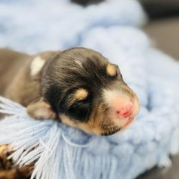 Tri boy 1 - Black and tan male Pembroke Welsh Corgi puppy in Hale, Michigan from All Hale Corgis