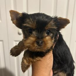 Male 2 - Black and tan male Yorkshire Terrier puppy in Kissimmee, Florida from Bebe AKC Puppies