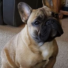 French Bulldogs from Dana Riotte's French Bulldogs