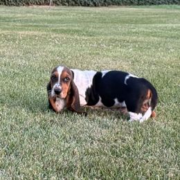 Boy 6 - Black white and tan male Basset Hound puppy in Hudson, Michigan from Bachman’s Kennel