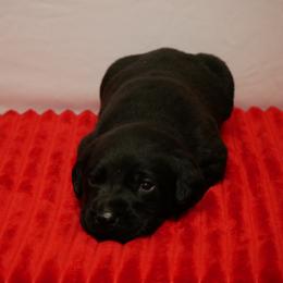 Onyx - Black male Labrador Retriever puppy in Buffalo Valley, Tennessee from Buffalo Valley Breeders