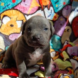 Green Collar girl - Blue female American Bully puppy in Sandy Hook, Connecticut from Fia Bullies