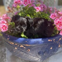Yorkshire Terrier puppies from Jewels Pups