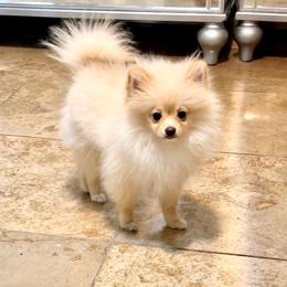 Boy 2 - Cream male Pomeranian puppy in Avondale, Arizona from Mely Pomlove