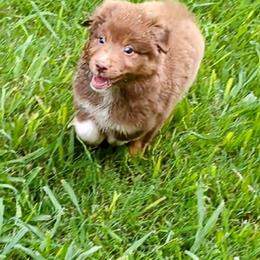 Australian Shepherd Puppies from Firelight Australian Shepherds