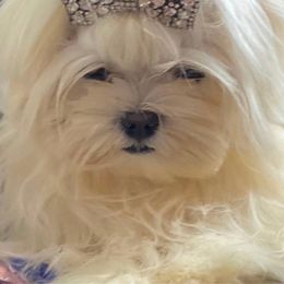 Daisy - Maltese