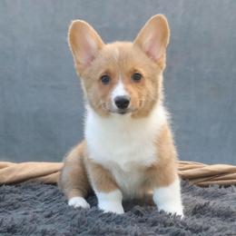 Tempest - Sable female Pembroke Welsh Corgi puppy in Fayetteville, Arkansas from Intergalactic Corgis